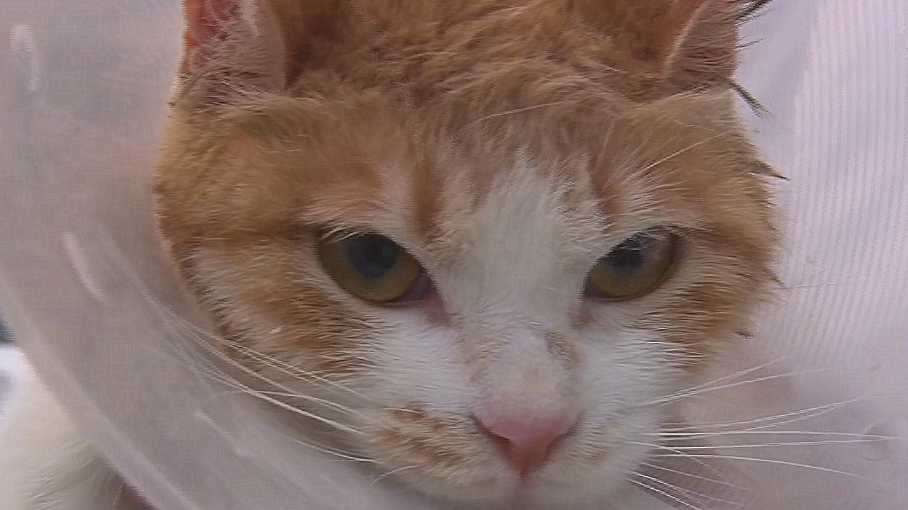 壁纸 动物 猫 猫咪 小猫 桌面 1280_720