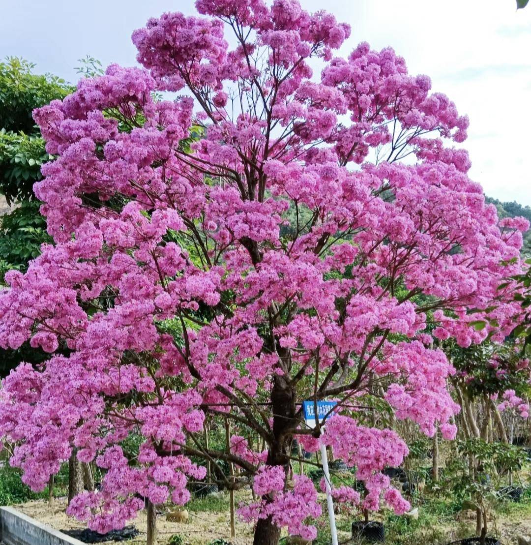 深圳马路边的树花开满枝,太惊艳了