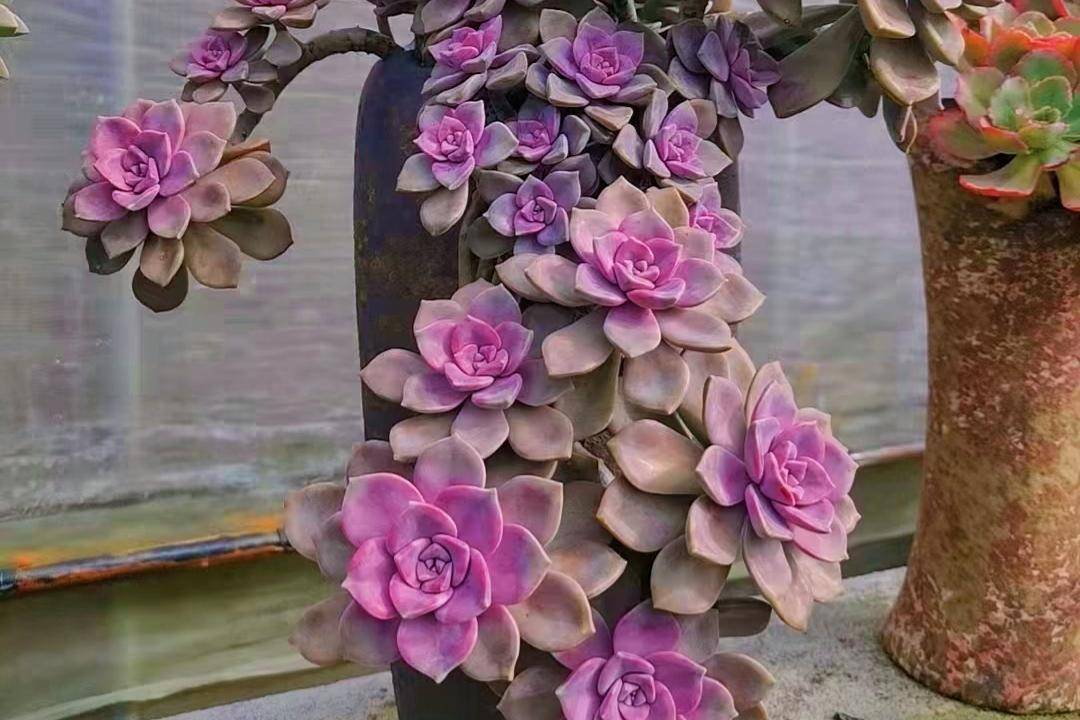 最适合新手的养9种多肉,上色太好看了