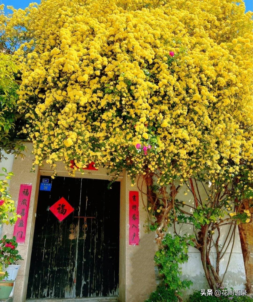 有一位网友惊叹于它的美,赞叹道:我愿在树下化身石桥,受五百年风吹