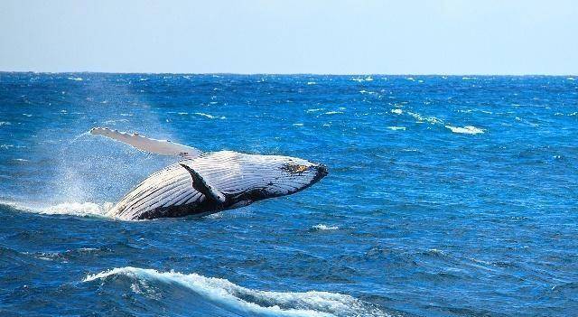 魏晋时期鲸鱼诗零散单一,无"内涵",为何到了唐朝会全面繁荣?
