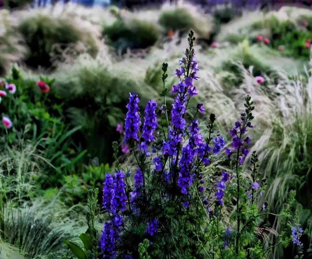 羽毛草是园艺大师们最喜欢的草,庭院或者花园种一片或者两三丛都有画