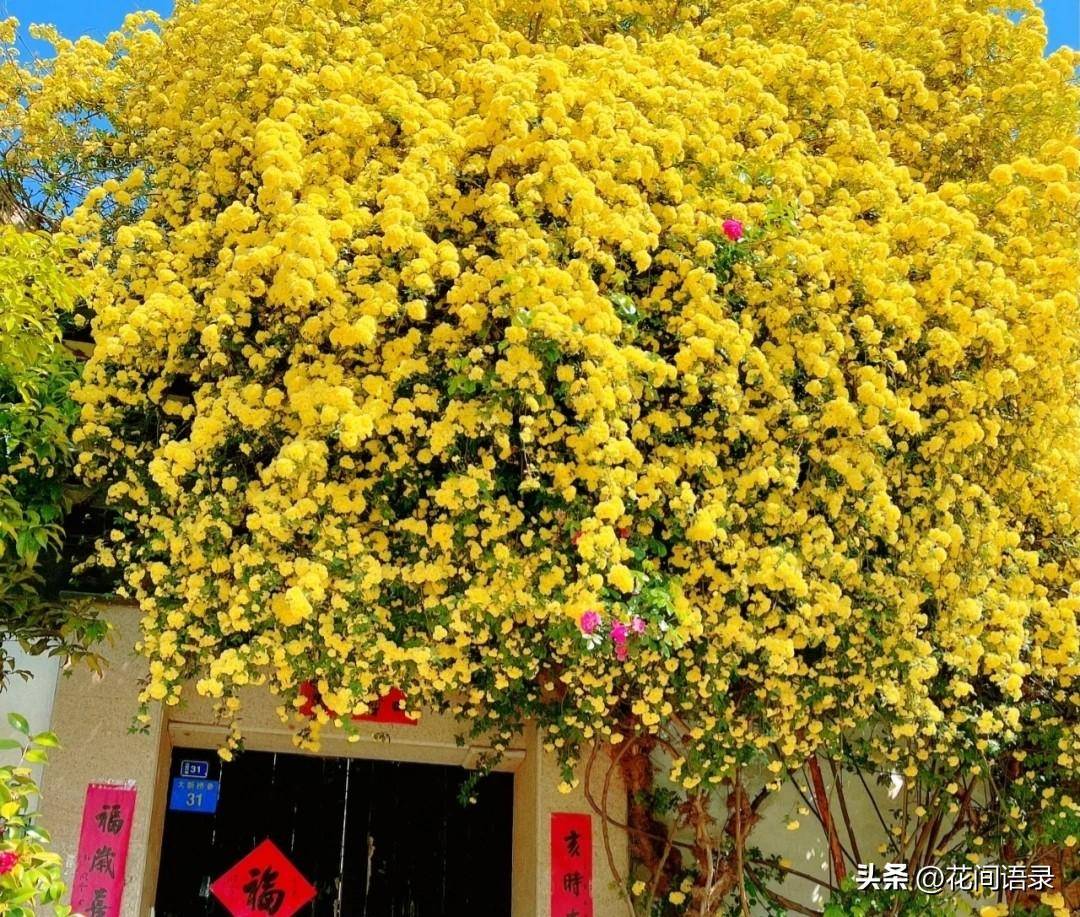 苏州门口的花太壮观了,打卡圣地
