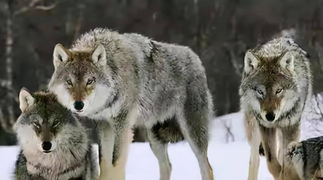 时间走到2013年的时候,李微漪还在想着她的格林,他还好吗,过的怎么样?
