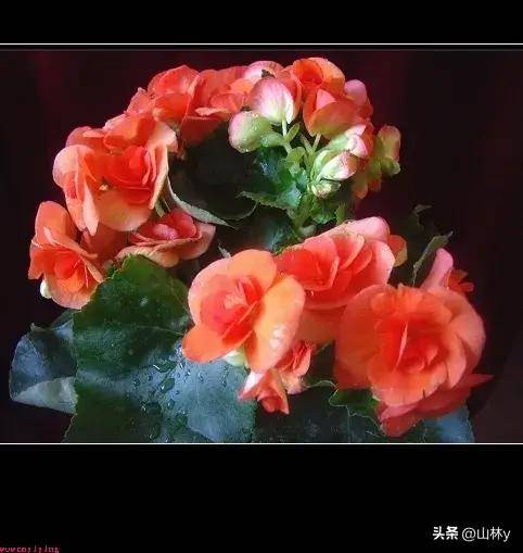 罕见漂亮的夫妻花,成双成对,相敬如宾