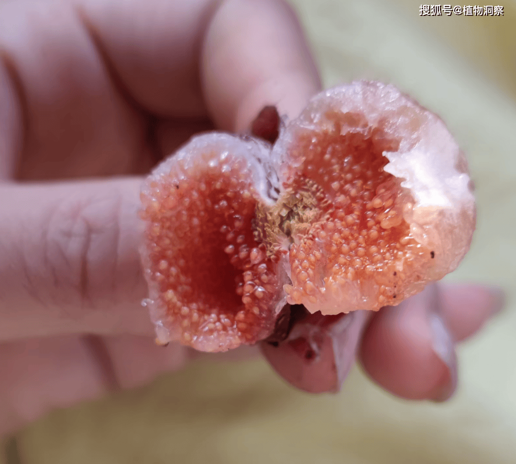 长在地里的"石榴",俗称地石榴,味道香甜可口,遇到别错过!