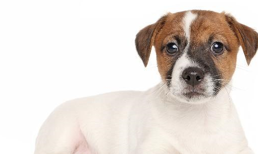 宠物:让你的狗更喜欢混合动力车,而不是越野车