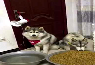 网友出差为二哈留下一大盆狗粮,网友:以二哈的智商怕是要被撑死