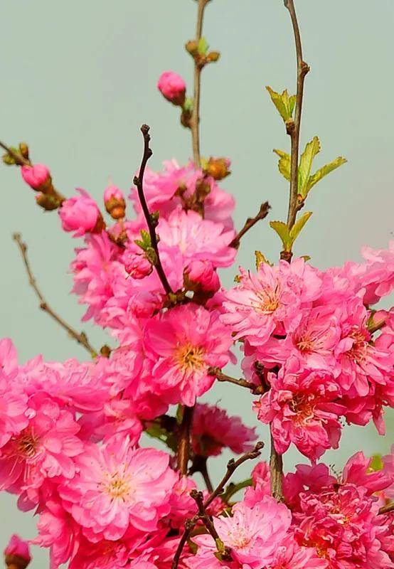 桃花盛开,姹紫嫣红,春天真的来了