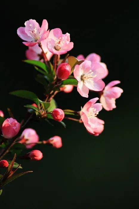 海棠花:花开似锦,沁人心脾