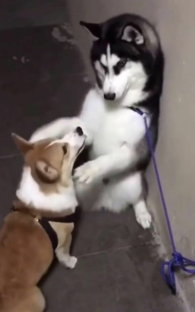 哈士奇被柯基壁咚到墙角,危急之中做出这个动作,路人笑喷了