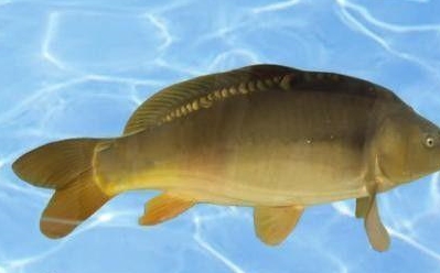 德国锦鲤的源流:秋翠,绯秋翠,黄秋翠,红辉黑龙,锦水