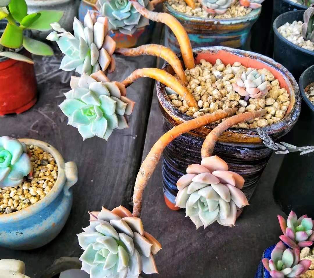 8年的白牡丹多肉老桩太美了,古风十足