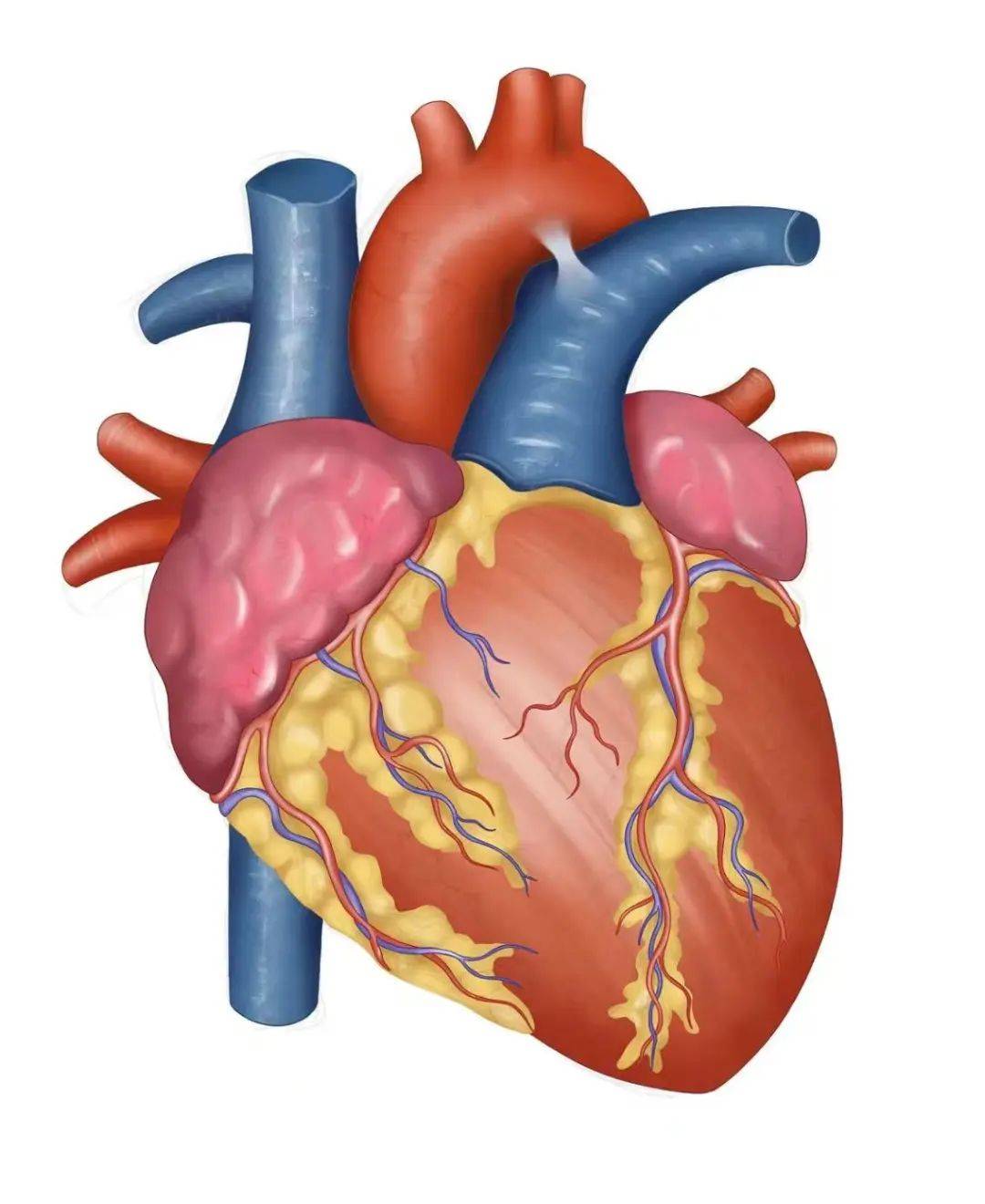 为何心脏每天跳10万次?这项检查能帮您看清它的一切!