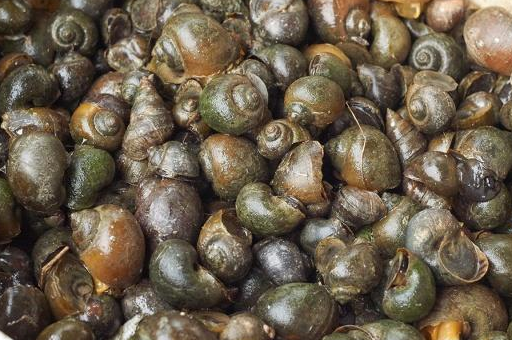 "反正现在放地笼没鱼没虾,尽是些福寿螺和小螺蛳.