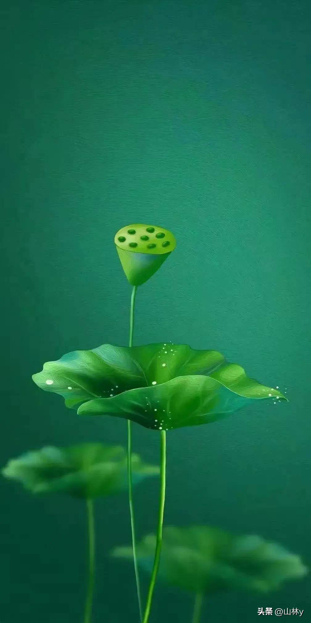 漂亮的荷花壁纸,清新怡人