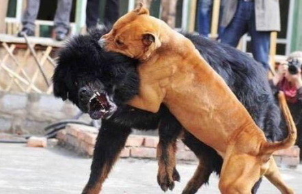 它是天生的杀手,一旦咬住绝不松口只能击毙,与鬼獒战斗从未败过_狗狗