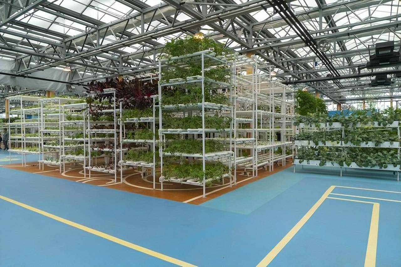 智能温室:靖远蔬菜科技创新中心的科技引领