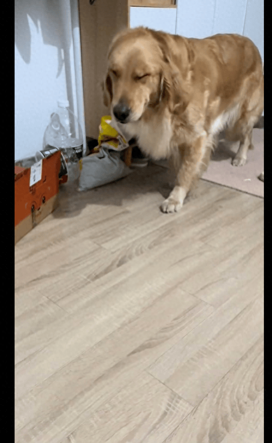 狗狗一副鬼迷日眼的模样,主人也没发现它做什么错事,这是咋了?