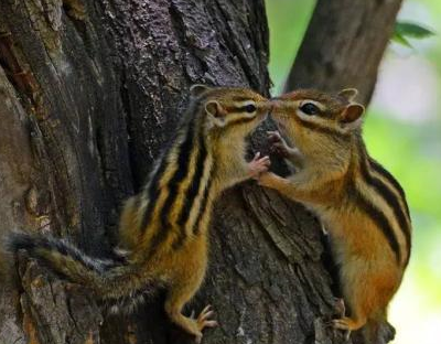 你有养过金花鼠吗?金花鼠的基本知识都在这里