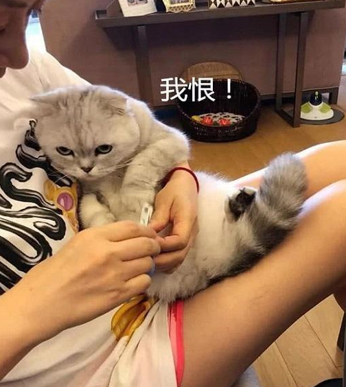 猫咪不肯剪指甲,主人拿出菜刀威胁,猫咪立马就怂了:宝宝不服