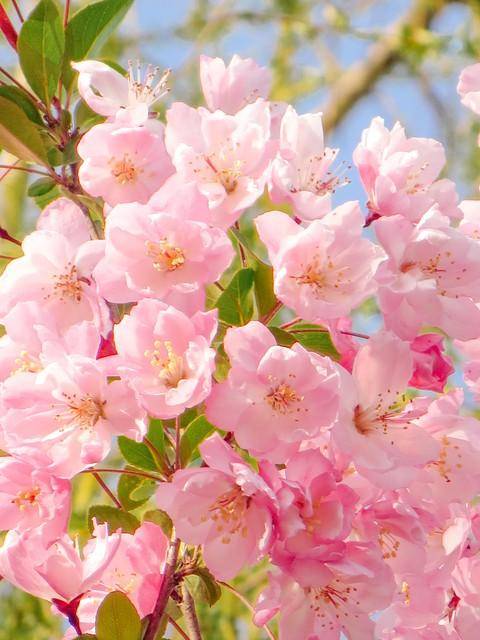 海棠花:花开似锦,沁人心脾