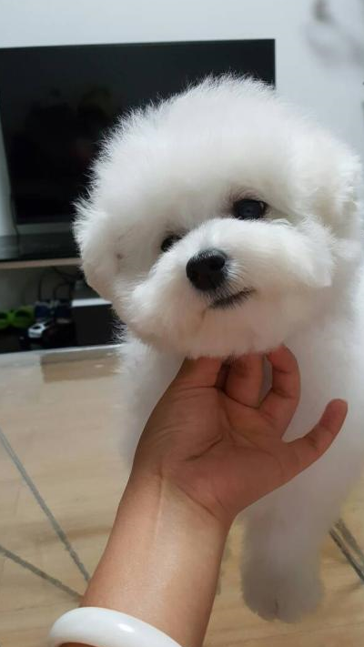 可爱的比熊犬从小美到大,剪发时的它更是听话聪明,让人羡慕_主人_修剪
