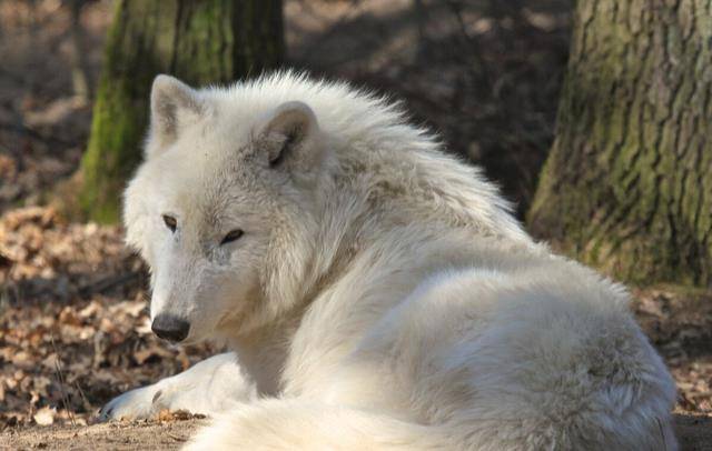 全身都是雪白的颜色,其并不是群居动物,而是成对出没,在北美的森林中