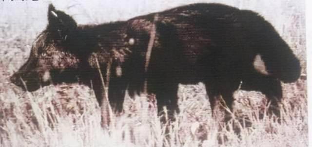 殖民时期,被灭绝的18种动物,都死于猎枪之下,如今仅留下图像