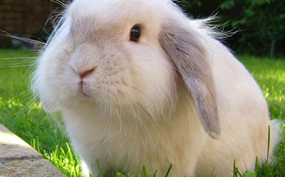 小兔毛球便可揉肚子吗,小兔子毛球便揉肚子行吗