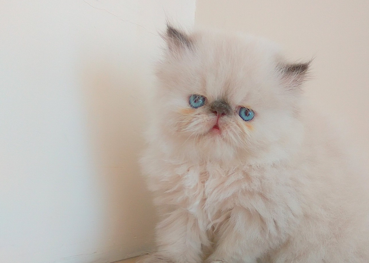 细数异国短毛猫的五个缺点,养过的人都很心累,伤不起!