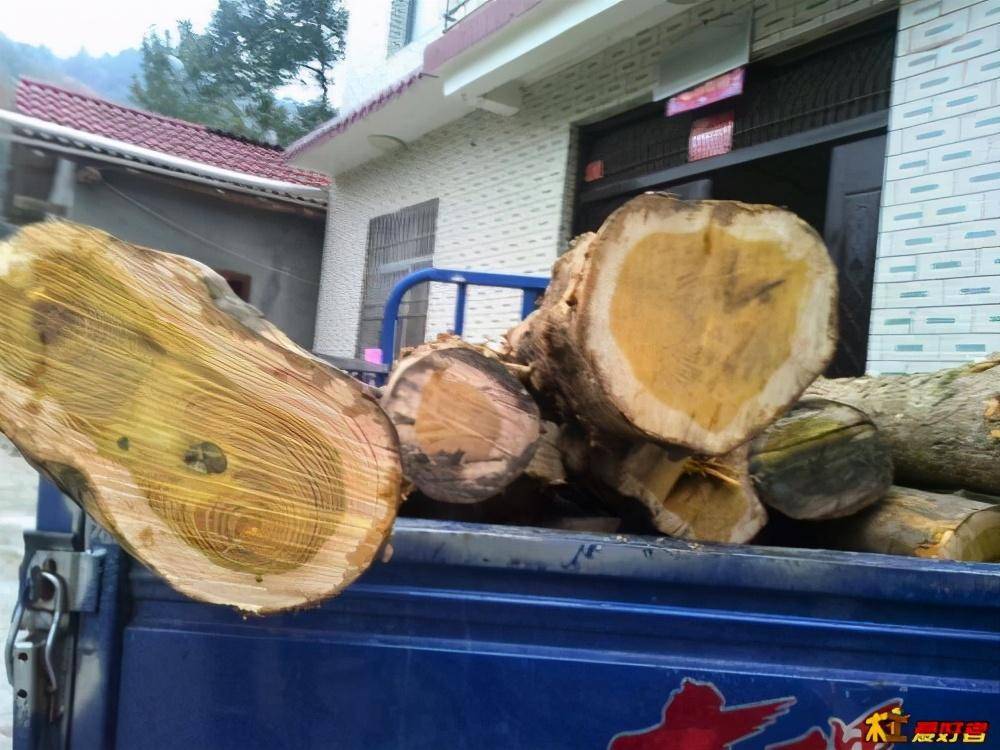 农村一种木材被称为"帝王木",价格比黄金还贵,农民把它当柴烧_木头