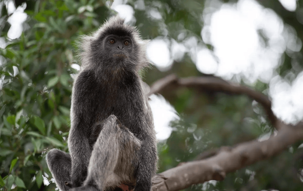 婆罗洲发现罕见杂交猴,有科学家研究后,称人类是罪魁祸首
