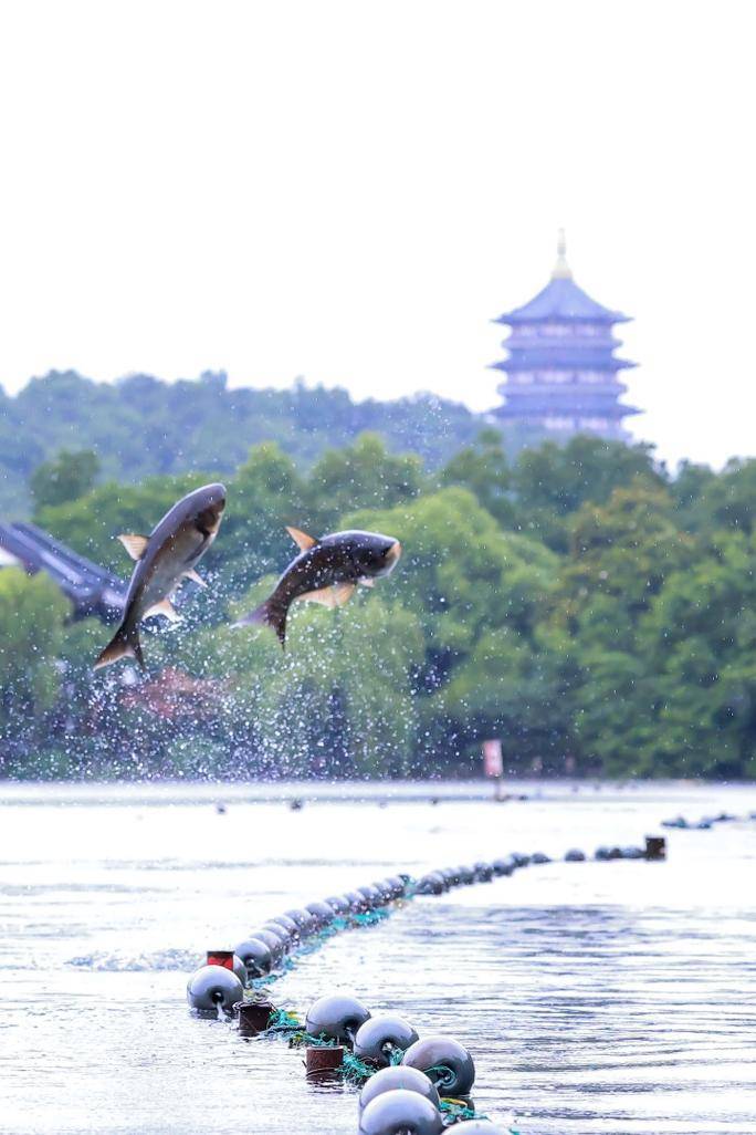 高考前夕,杭州西湖上演鱼跃龙门!
