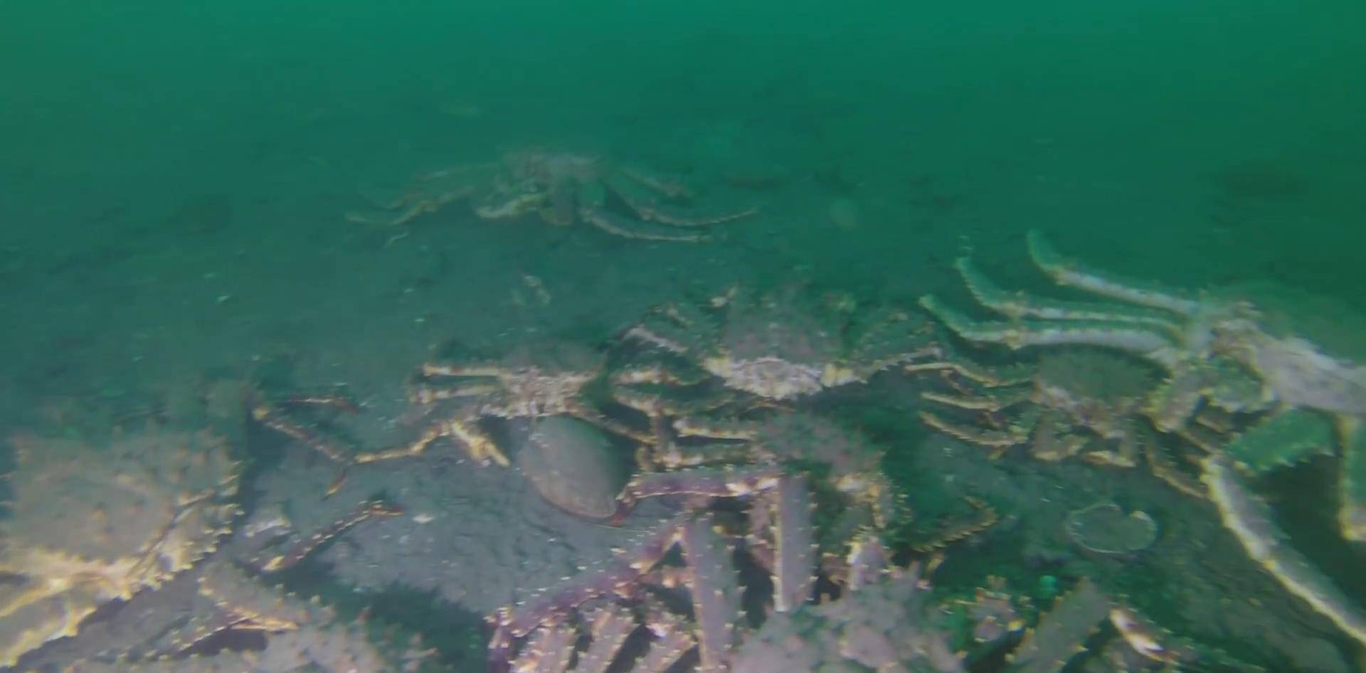 5000万帝王蟹在海底泛滥,每吃一只帝王蟹,就是在拯救地球?