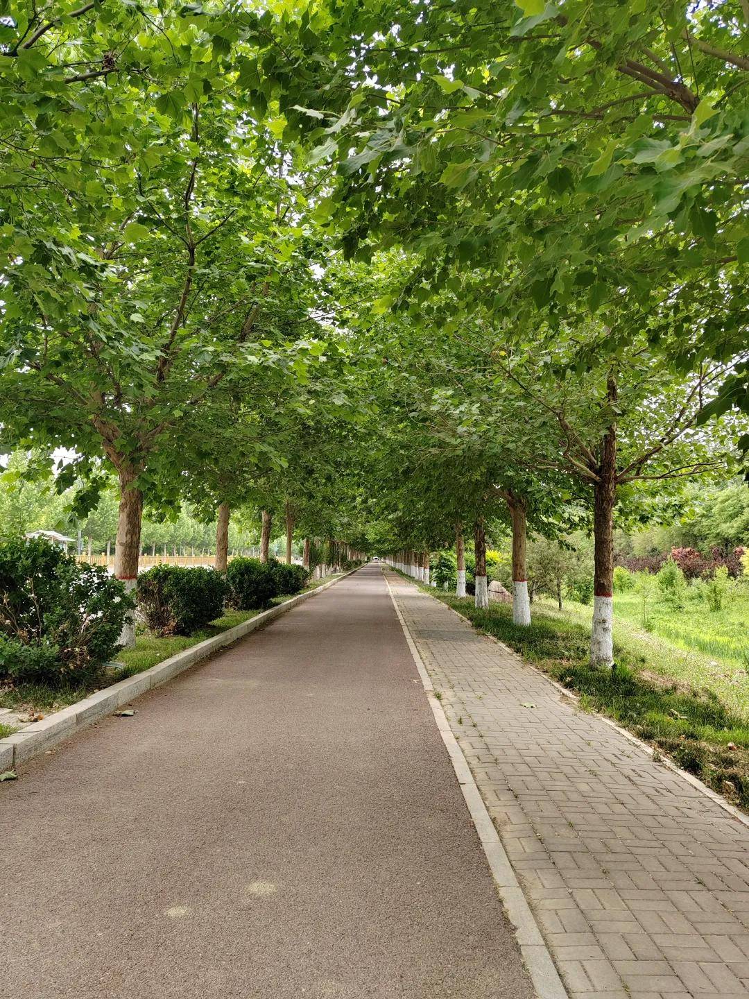 衡水市桃城区郑家河沿镇风光掠影