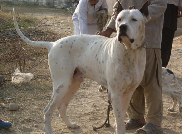 劳臣犬图片