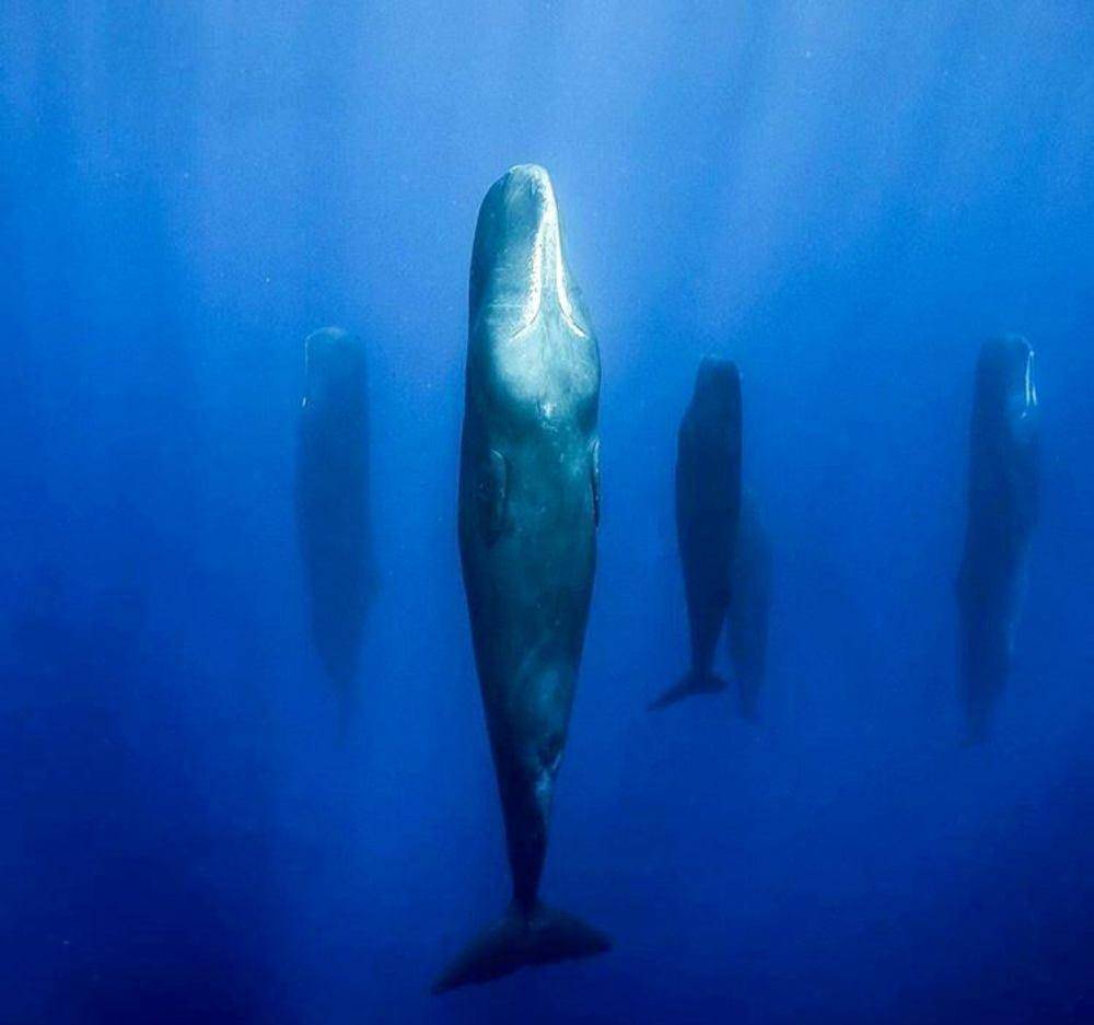 河马是鲸鱼的亲戚?上百头巨鲸集体自杀,谁是罪魁祸首?