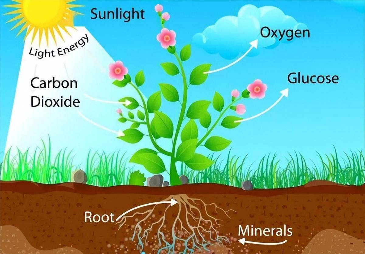 世界植被分布模式图图片