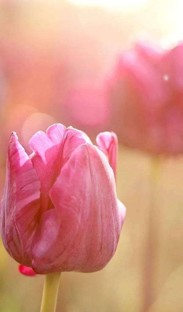 600_1024竖版 竖屏