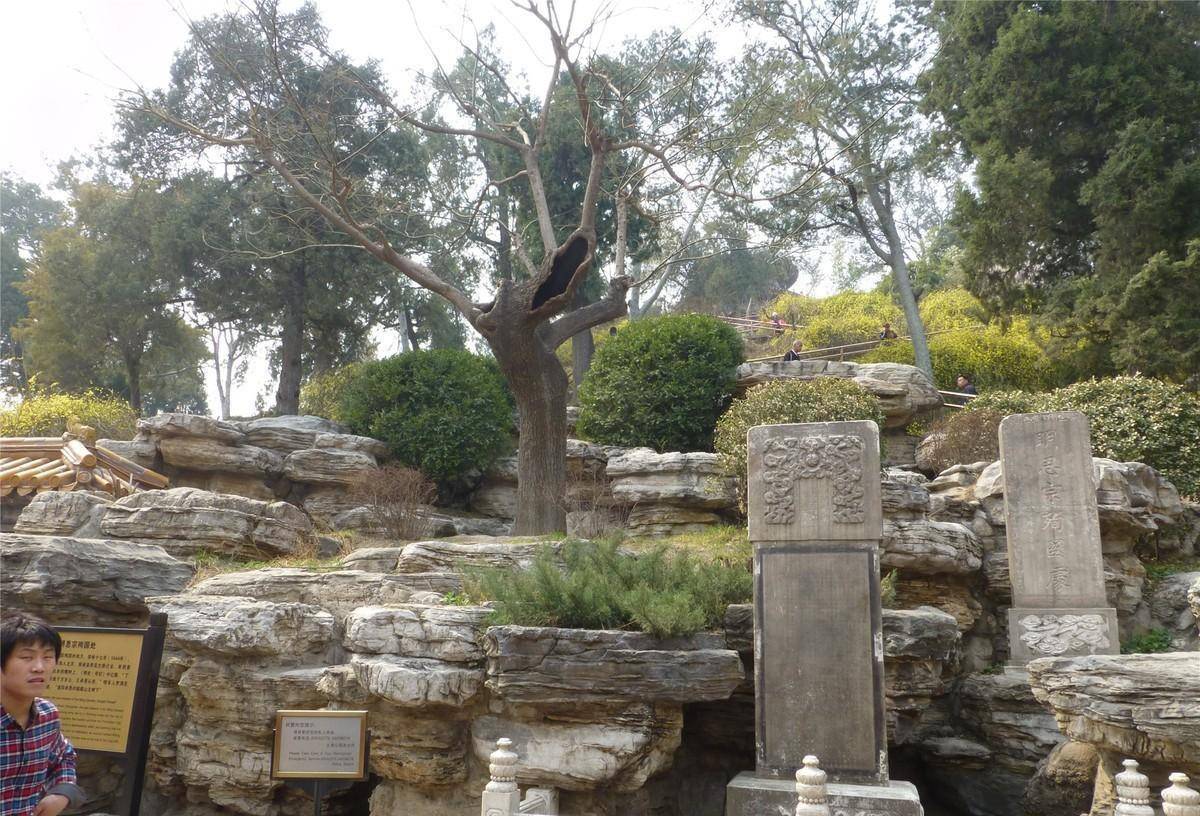大明皇帝崇祯自缢处:70年代破除迷信,那棵老歪脖子树被连根拔起