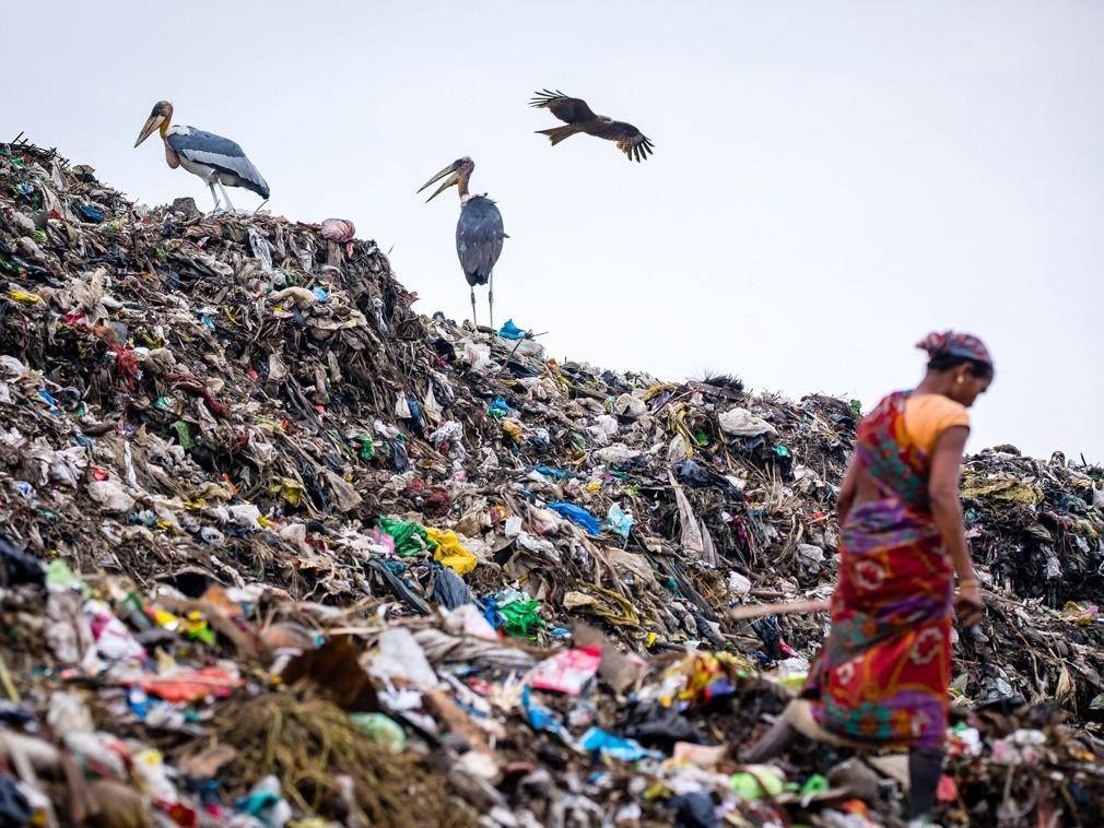 在印度吃垃圾的巨型怪鸟,到中国成保护动物?为啥保护这种鸟?