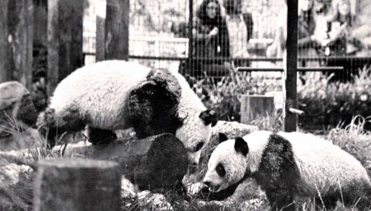 例如,1972年,中国向美国赠送了两只熊猫——"玲玲"和"兴兴",这一事件