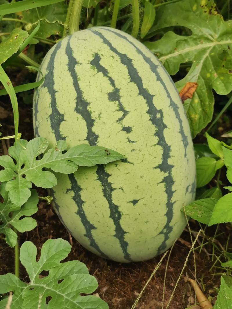 夏日甜蜜之选:如何挑选一颗完美的西瓜_瓜藤_品种_口感