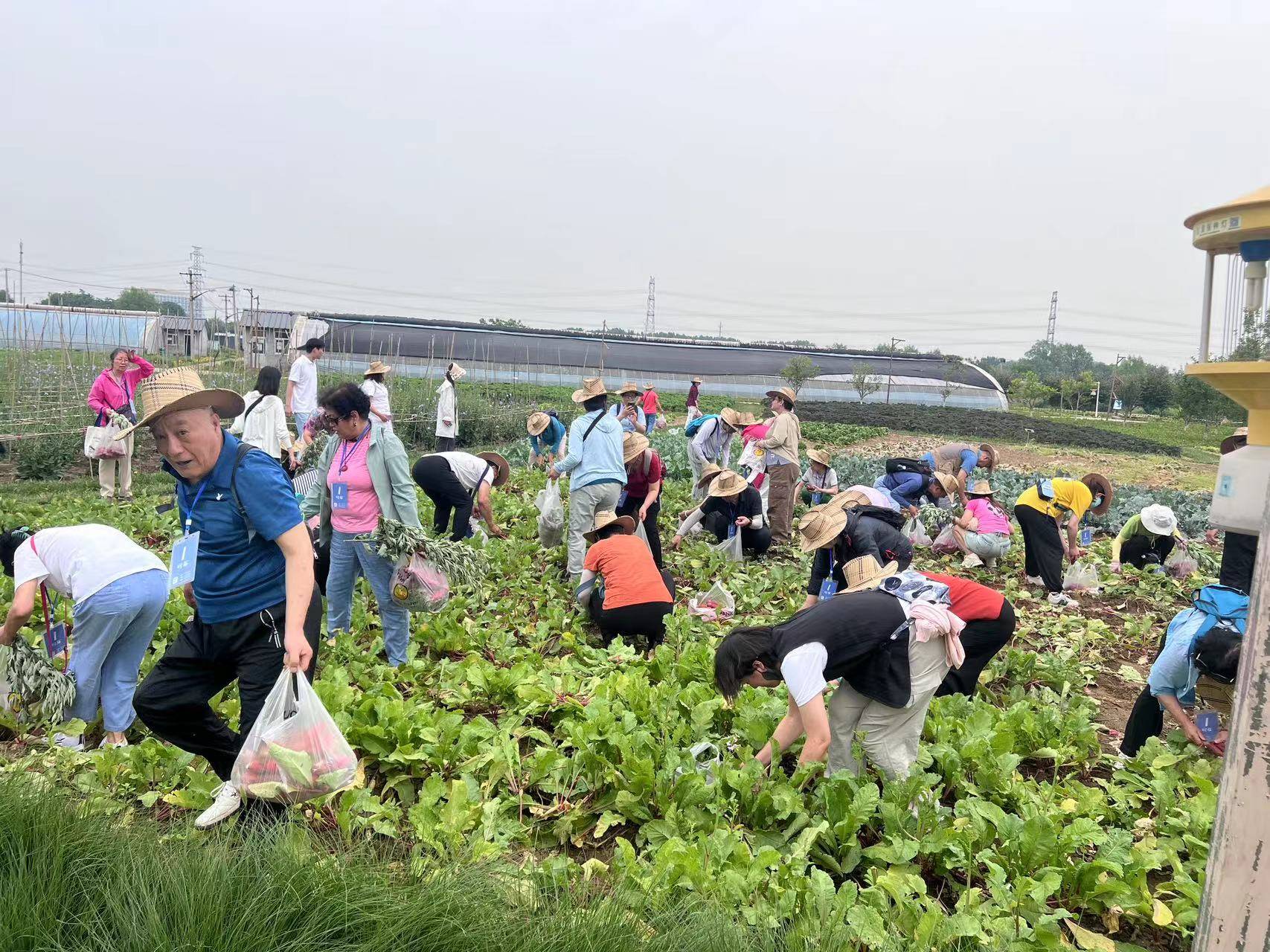通州人社开展2024年社会化管理退休人员助力乡村振兴实践活动