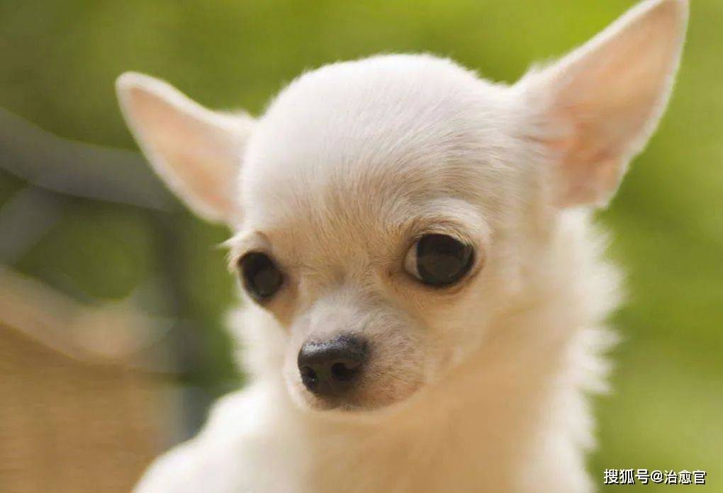 最小的狗排名图片