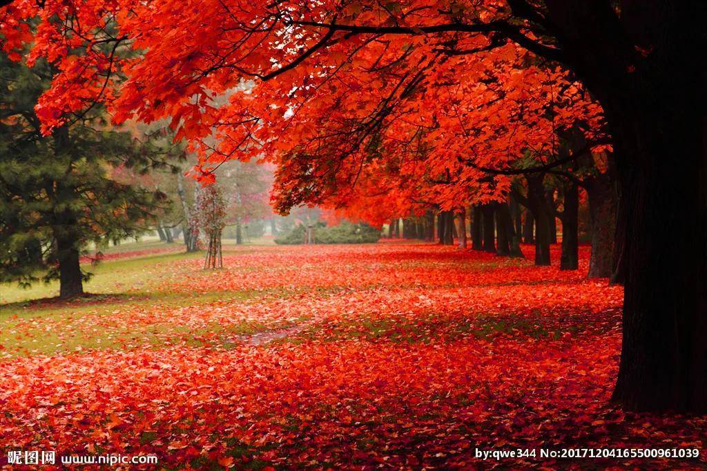 秋天红叶美景图