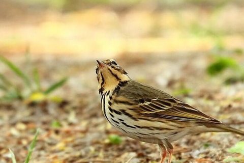 云雀鸟怎么饲养才健康?喂食的食物脂肪不能太高