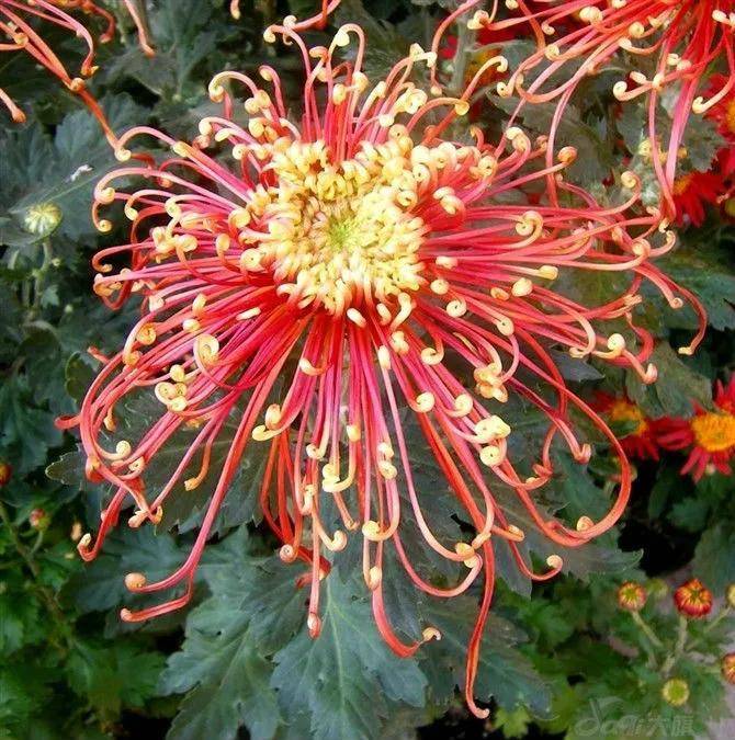 美的秋菊花,稀有珍品