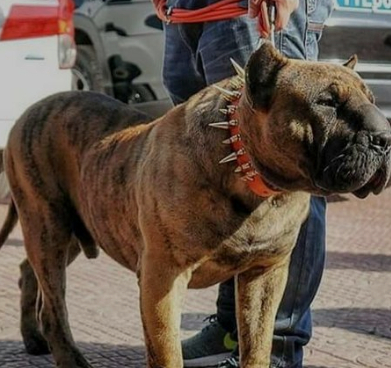 这种犬和引进的英国马士提夫犬(獒的一种)杂交形成了加纳利犬